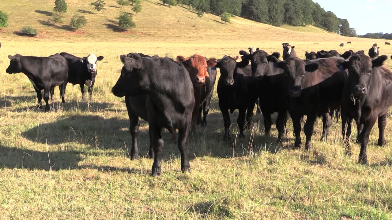 Ampio filmato di bestiame nero al pascolo in un campo erboso con terreno dolcemente ondulato e macchie di alberi sullo sfondo. La mandria, probabilmente di razza Angus, si ferma e si nutre in un ambiente rurale pastorale