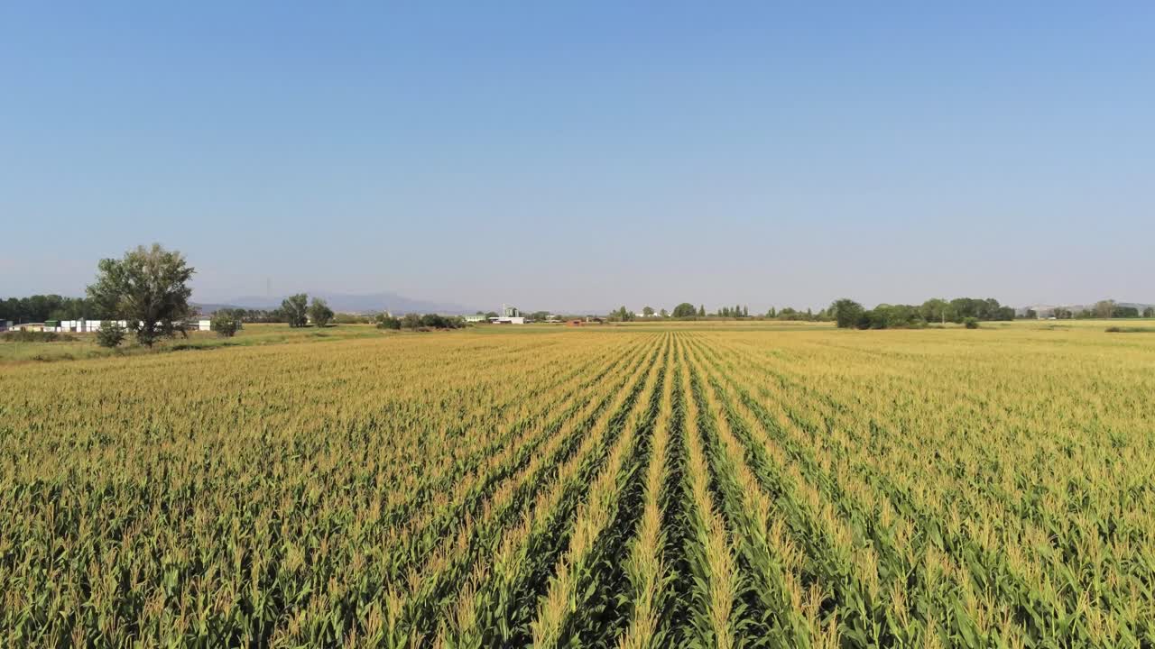 A drone flies over a cornfield ready to be harvested in a sunny summer morning