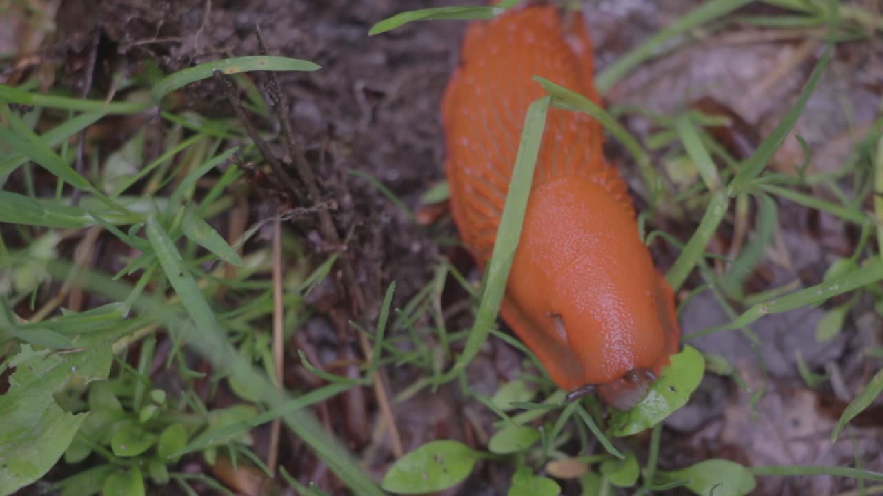 una babosa comiendo una licencia