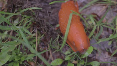 slug eating a leave