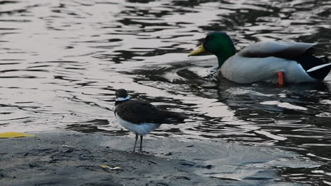 Killdeer-Auf-Wattenmeer-Mit-Vorbeilaufenden-Enten
