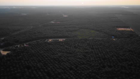 Cinematic-drone-footage-of-Oil-Palm-Plantation-in-Riau,-Indonesia-as-the-country-is-the-world's-biggest-producer-and-consumer-of-the-commodity,-providing-about-half-of-the-world's-supply