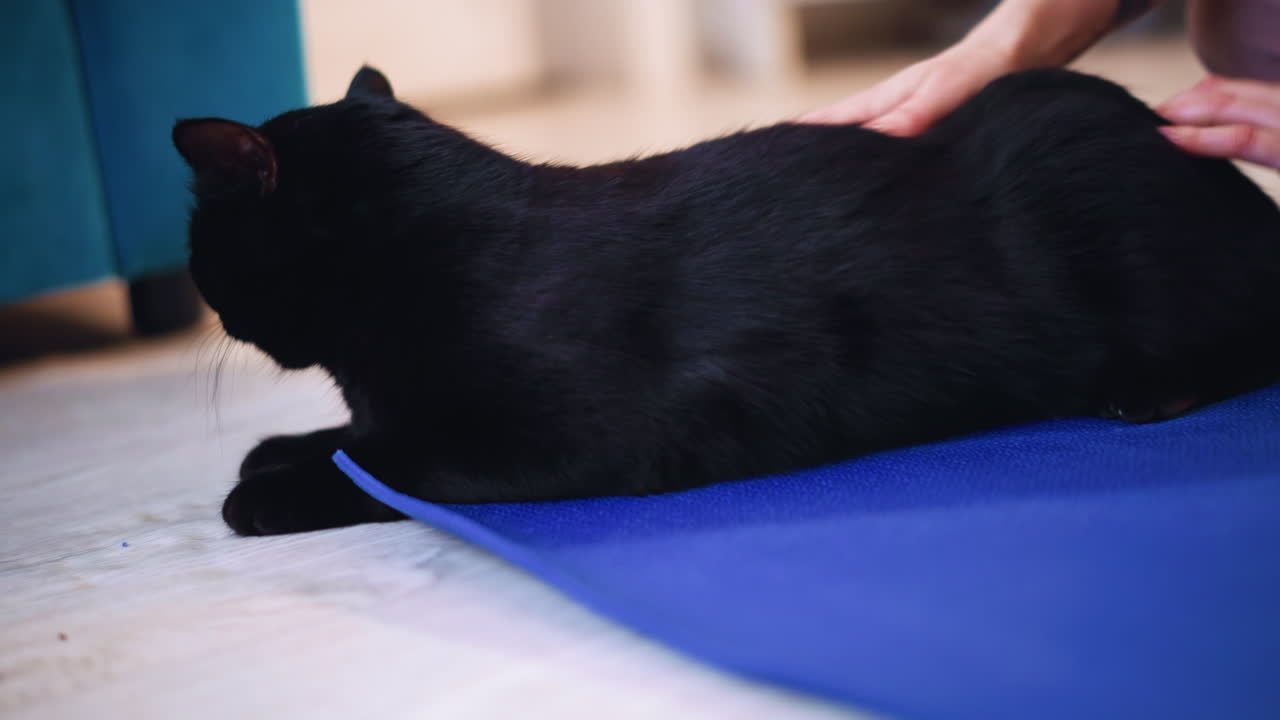 Whimsical Moment With Curious Feline And Human, Enthusiastic Cat Toys And Shares Loving Attention With Owner, Joyful Black Cat Engaging In Delightful Play With Caring Individual On Soft Mat