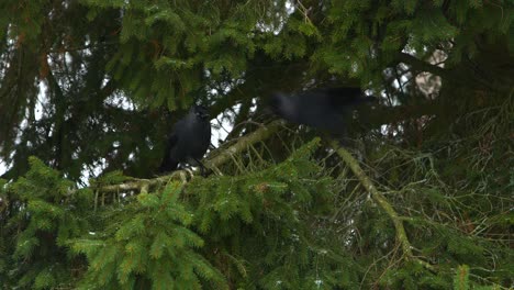 Schwarze-Krähe-Stiehlt-Brot-Von-Einem-Anderen-Vogel