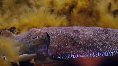 sepia gigante australiana sepia apama migración whyalla sur de australia 4k cámara lenta, apareamiento, puesta de huevos, lucha, agregación, bajo el agua