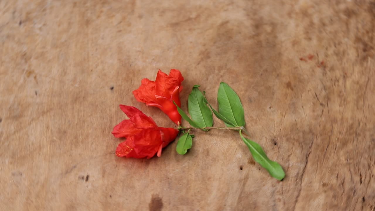flor de granada en la procedencia de madera