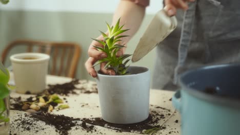 Mujer-De-Cultivo-Trasplantando-Suculentas-En-La-Mesa