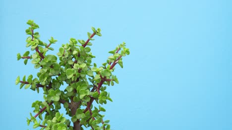 vibrant green plant isolated on light blue background, handheld view