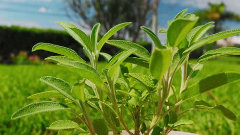 La-Planta-De-Salvia-Es-Una-Hierba-Maravillosa-Para-El-Té-Y-Para-Uso-Médico