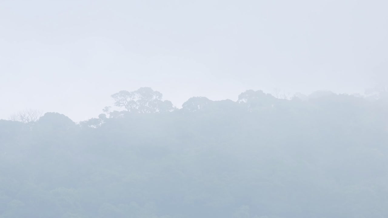 안개는 멀리서 본 열대우림을 걸러냈고 시나리오를 감싸기 위해 오른쪽에서 더 많은 안개가 들어왔습니다.