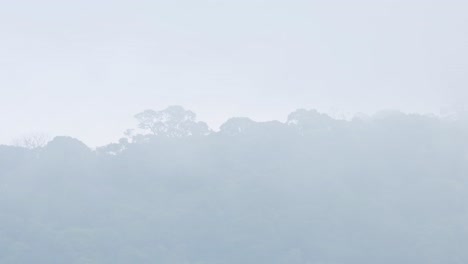 안개는 멀리서 본 열대우림을 걸러냈고 시나리오를 감싸기 위해 오른쪽에서 더 많은 안개가 들어왔습니다.