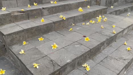 footage of plumeria flowers falling and strewn across the marble floor