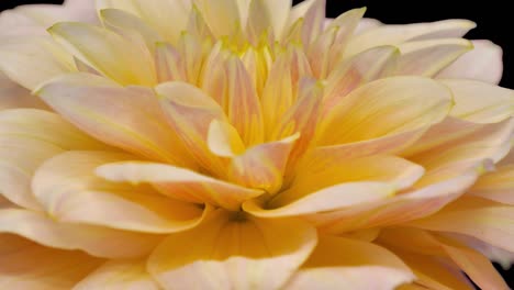 flor giratoria de dalia amarillo-rosa con canal alfa, bucle sin costuras de 4 k