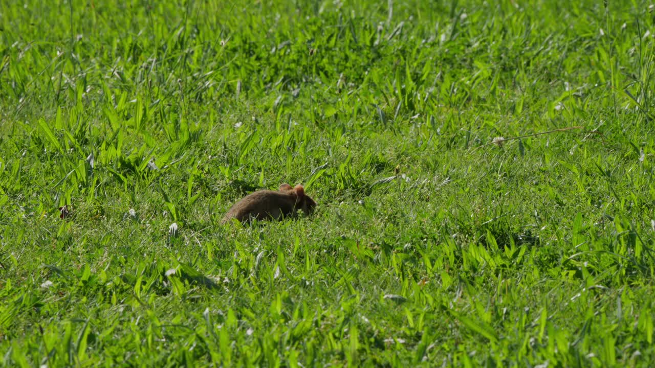 Hamster in sunlit grass sits quietly in a green meadow, making small movements in low warm sunlight. Natural wildlife-like pet moment, peaceful outdoor spring scene