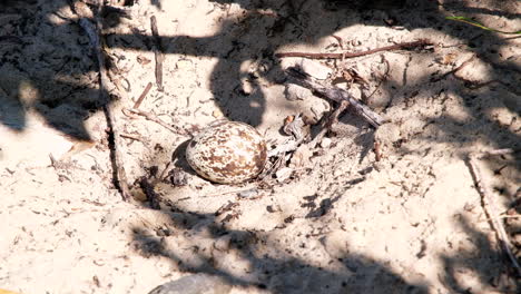 Abandoned-single-spotted-egg-in-sandy-nest-of-Cape-thick-knee-basking-in-sun