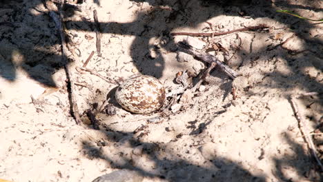 huevo manchado abandonado en el nido arenoso de la rodilla gruesa del cabo tomando el sol