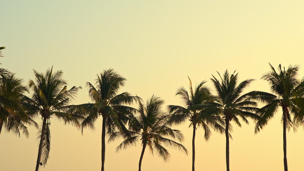 Silhouettes of coconut trees waving on light summer breeze at golden hour sun