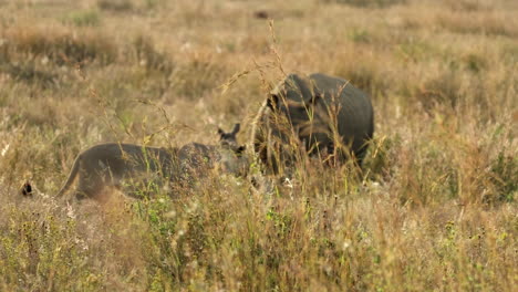 protective white rhino mom puts herself between passing lioness and calf