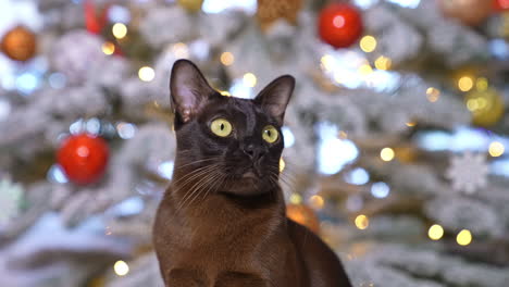Brown Cat by Christmas Tree