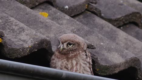 little owl in roof gutter performing its moves