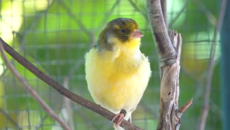 canary bird inside cage perch on sticks and wires