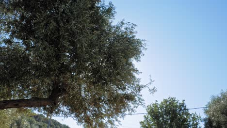 Spähendes-Sonnenlicht-Auf-üppigem-Laub-Eines-Baumes-In-Der-Nähe-Des-Strandes-Von-Agia-Sofia-In-Griechenland