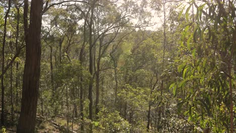 Imágenes-De-Mano-De-Matorrales-En-El-Parque-Nacional-De-Nerang,-Costa-Dorada,-Queensland,-Australia