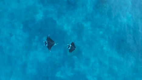 Dos-Mantarrayas-Exhiben-Un-Comportamiento-De-Apareamiento-En-Las-Aguas-Azules-Tropicales-De-La-Isla-Lady-Elliot,-Australia