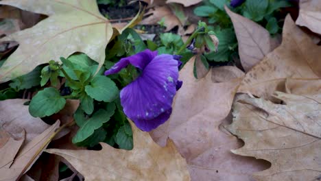 Hermosa-Flor-Morada-Con-Hojas-Secas-De-Otoño-A-Su-Alrededor