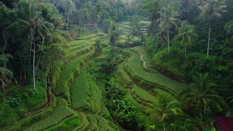 rice terrace in valley