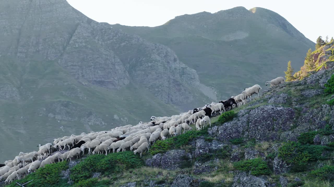 Herd of Sheep Grazing on Mountain Slope