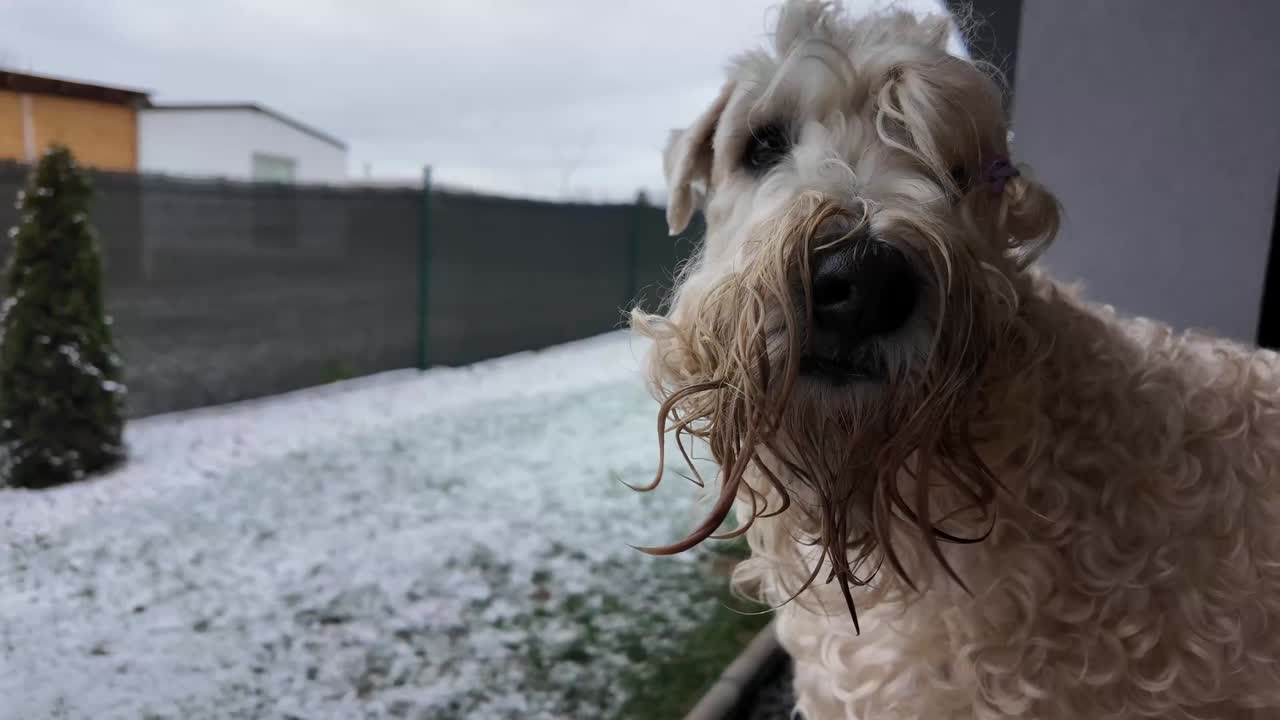 Cucciolo di Terrier a pelo setoso color grano curioso che scopre la neve invernale in giardino
