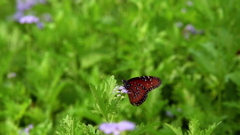 Mariposa-Reina-Polinizando-Capullos-De-Flores-En-El-Jardín