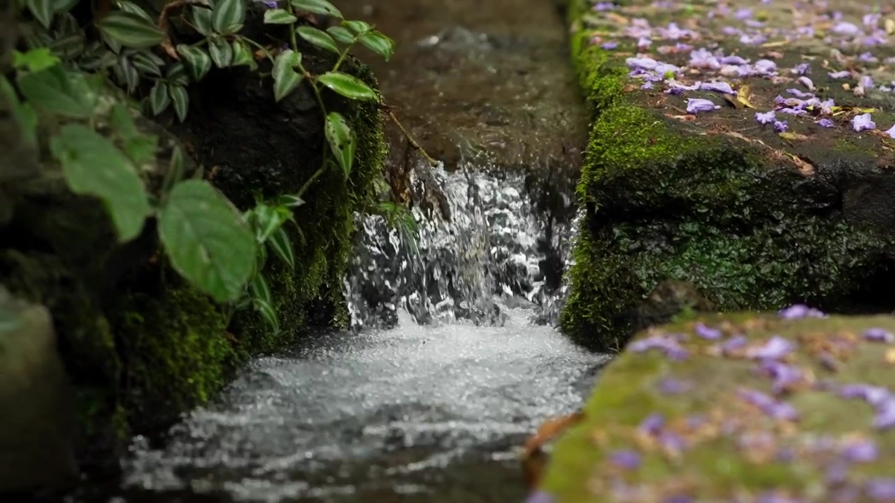 Clear water cascades through a narrow channel lined with green moss and scattered blossoms.