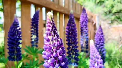 close-up lupine flowers with pink purple and blue flowers