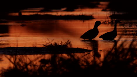 Puesta-De-Sol-Naranja-De-Patos-Parados-En-El-Río-Quieto