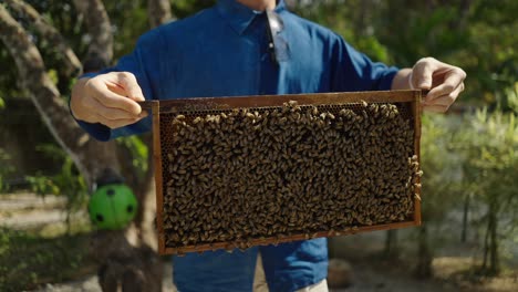person holding a honeycomb frame full of bees