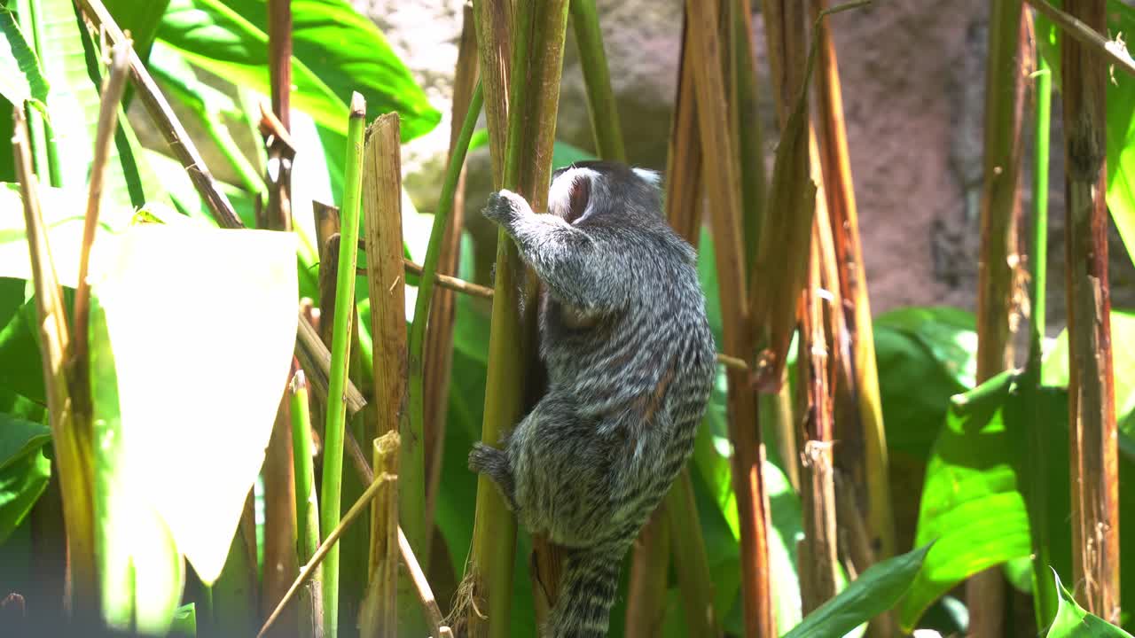 Primo piano di un simpatico piccolo callitriche comune (Callithrix jacchus) che si tiene saldamente aggrappato alla pianta sotto la luce intensa del sole, circondato da varia vegetazione.