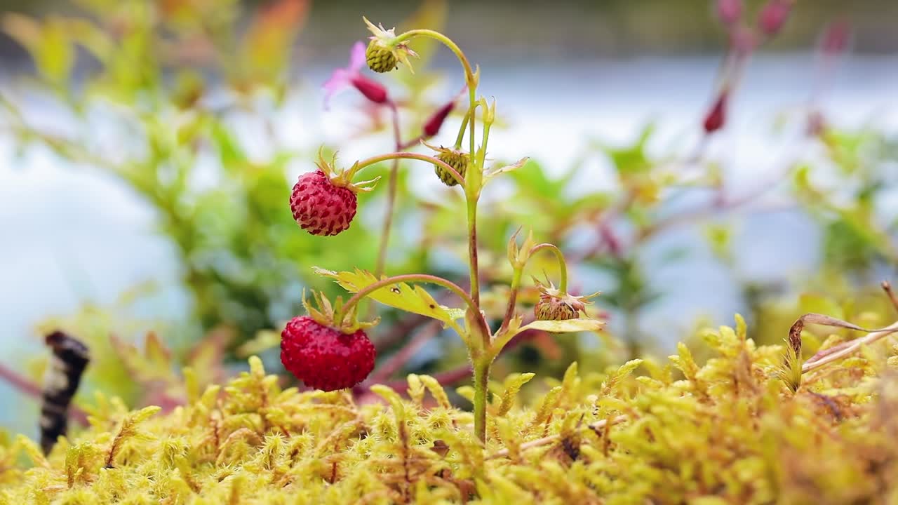 성숙 한 딸기 의 열매. 노르웨이 의 자연