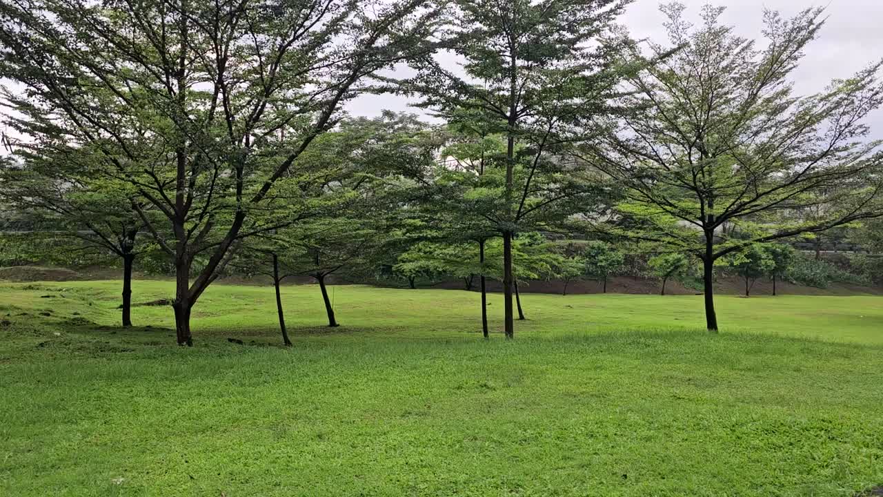 넓게 트인 들판에 여러 그루의 가느다란 나무가 서 있는 평화로운 녹색 풍경을 담은 넓은 고정 숏