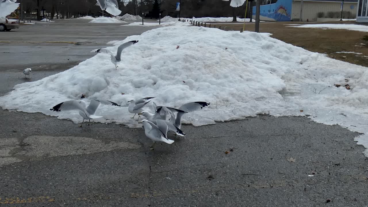 Seagulls eat bread next to a snowbank.