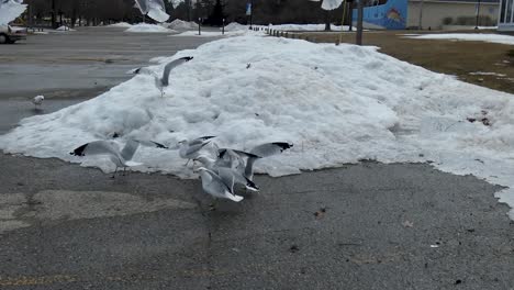 seagulls eat bread next to a snowbank.