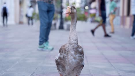 Nahaufnahme-Einer-Gans-In-Der-Calle-El-Conde-In-Santo-Domingo