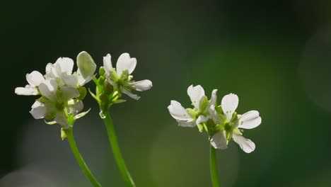 venus flytrap flowers and stems. dionaea muscipula