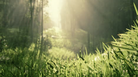 bamboo forest showing off its greenness