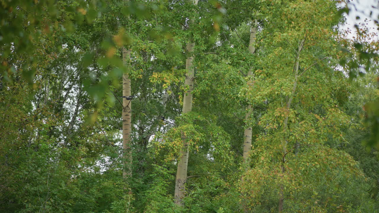 Lush Birch Grove With Dense Undergrowth And Mixed Shrubs, Layered Foliage And Thicket Create Secluded, Serene Forest Edge, Rich Green Textures And Tranquil Natural Habitat Perfect For Environmental