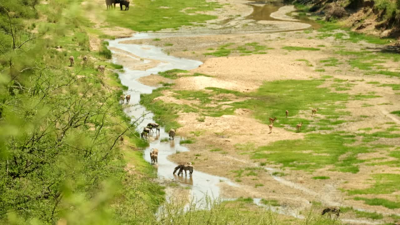 임시 휴전을 선포하는 다른 동물들과 함께 가 기간 동안 아프리카의 물웅이