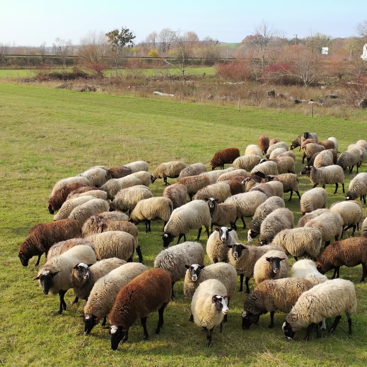 Beautiful sheep in pasture. White and brown sheep grazing on field in the countryside. Herd of domestic animals eating grass outdoors.