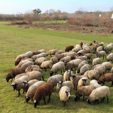beautiful sheep in pasture. white and brown sheep grazing on field in the countryside. herd of domestic animals eating grass outdoors.