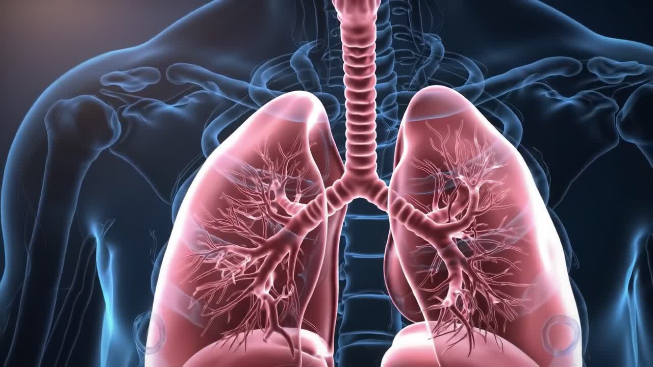 Exploring the Intricacies of the Human Respiratory System: A Detailed Look at the Lungs and Bronchial Structures for Understanding Breathing Mechanisms